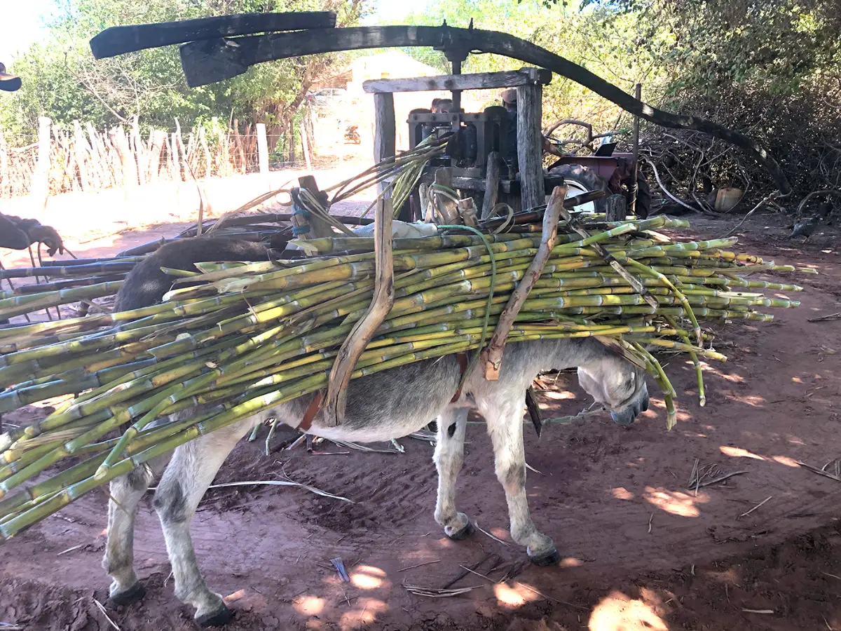 ENGENHO DE CANA - BOM LUGAR - BREJO DO PIAUÍ 